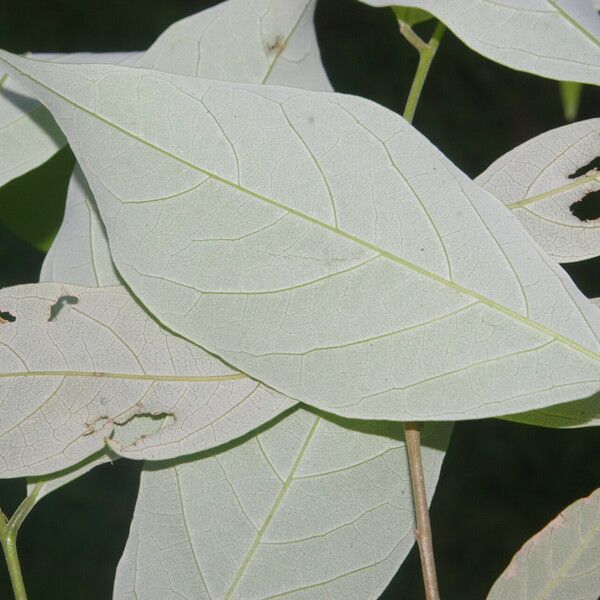 Licania hypoleuca Leaf