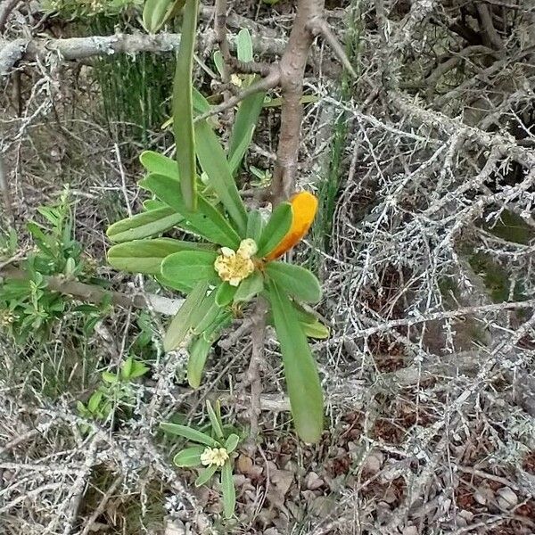 Pyracantha koidzumii Flower