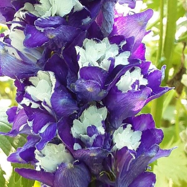 Delphinium elatum Fiore