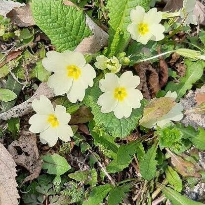 Primula vulgaris Fiore