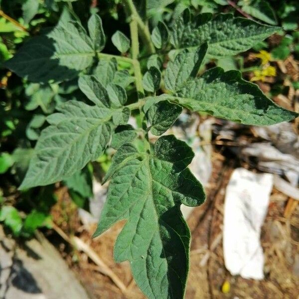 Solanum lycopersicum Цветок