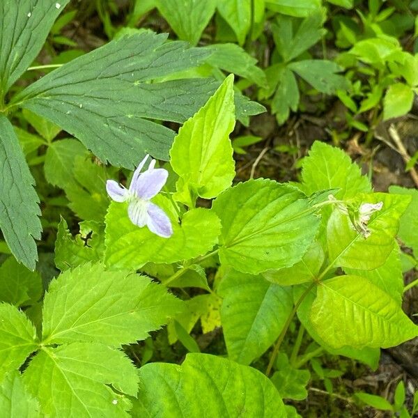 Viola cucullata Hábito