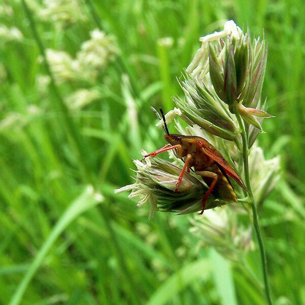 Dactylis glomerata 花