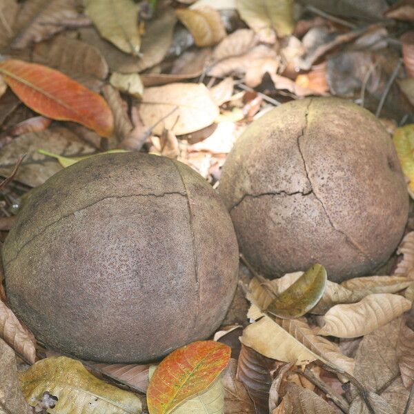 Couroupita guianensis Ffrwyth