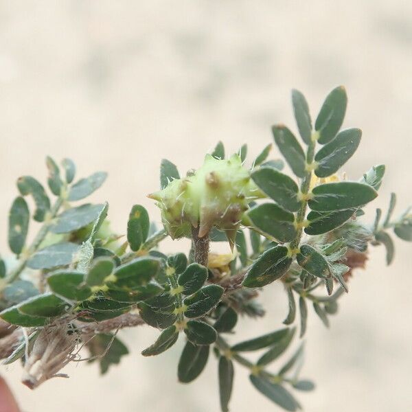 Tribulus terrestris Ffrwyth