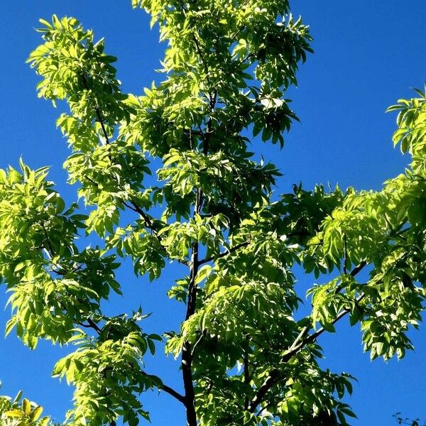 Fraxinus americana Habit