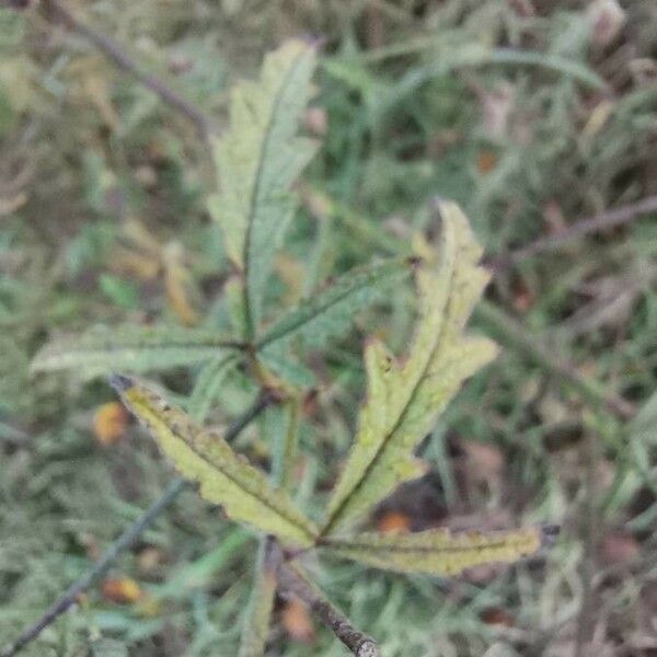 Althaea cannabina Blad