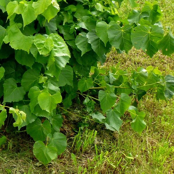 Tilia americana Лист