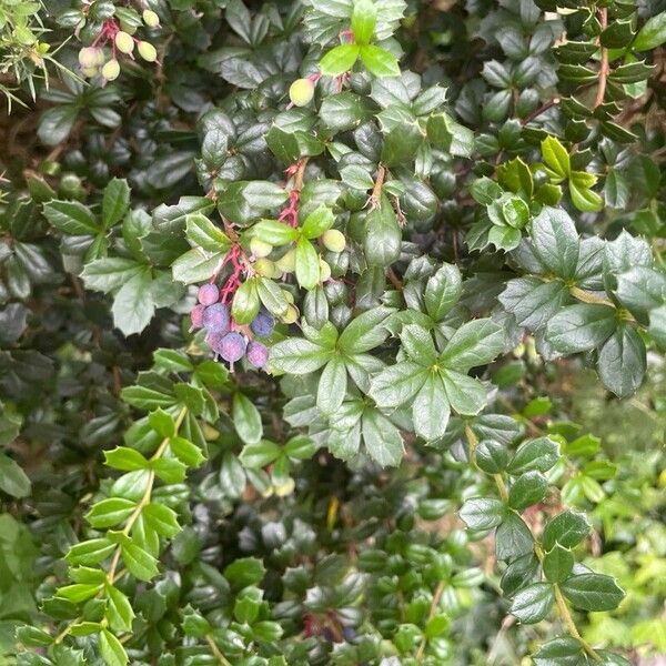 Berberis darwinii Habitus