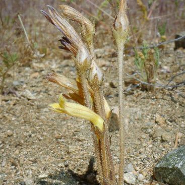 Orobanche fasciculata Habit