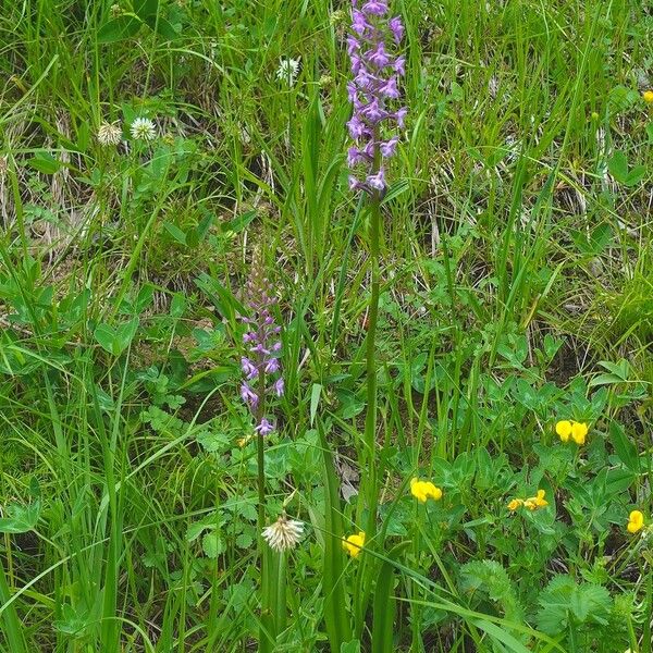 Gymnadenia conopsea Habit