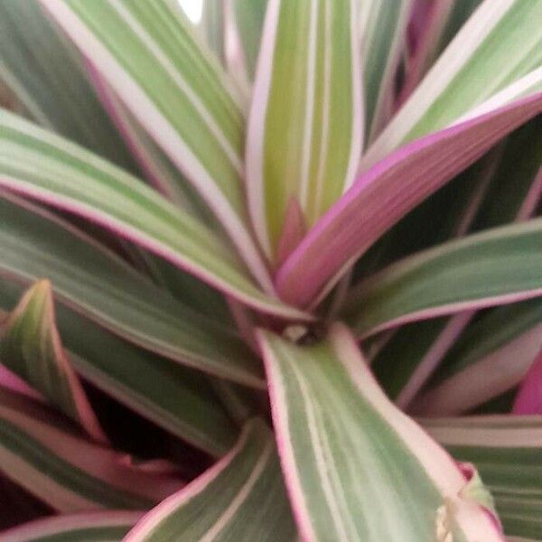 Tradescantia spathacea Folha