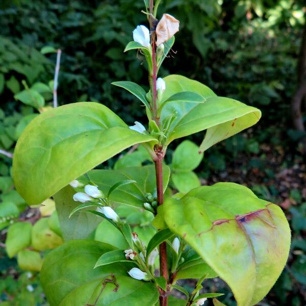 Abeliophyllum distichum 花