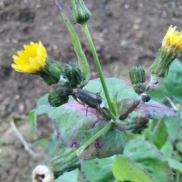 Sonchus oleraceus Žiedas