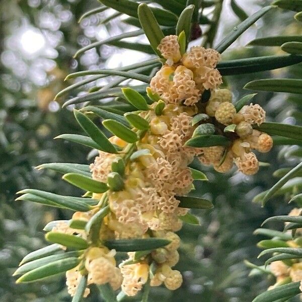 Taxus brevifolia പുഷ്പം