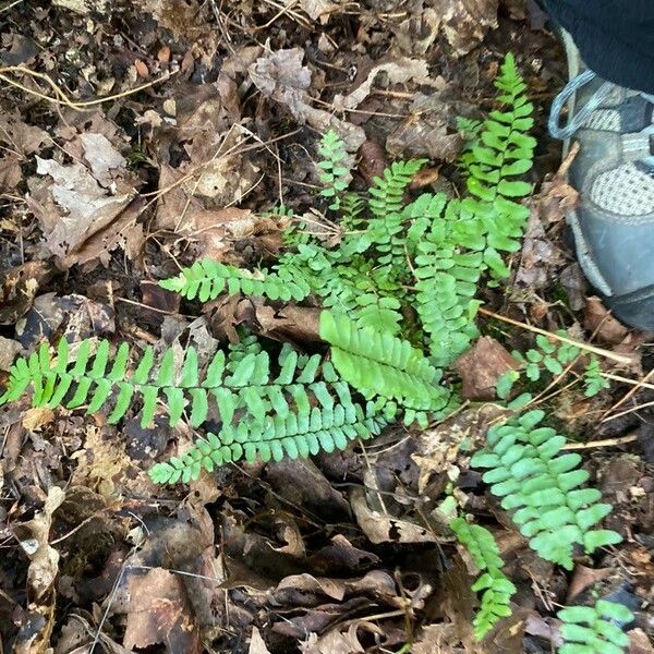 Asplenium platyneuron ᱥᱟᱠᱟᱢ