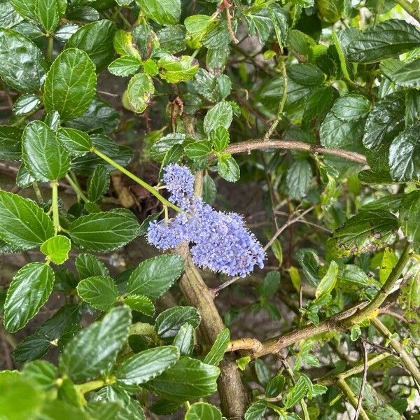 Ceanothus thyrsiflorus Кветка