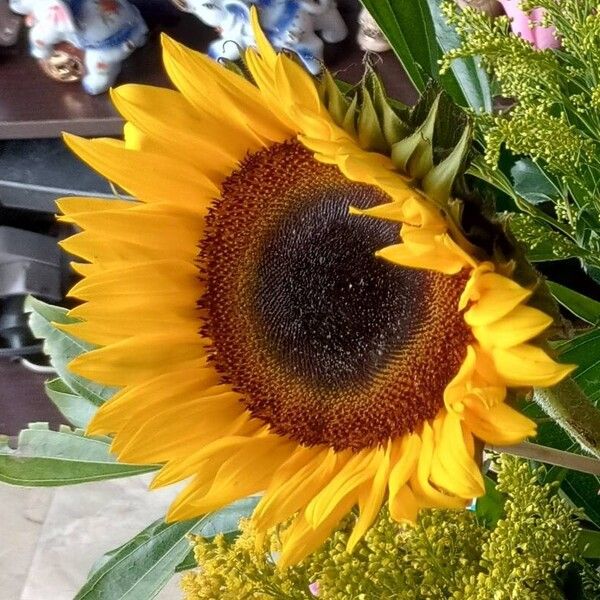 Helianthus giganteus Blomst