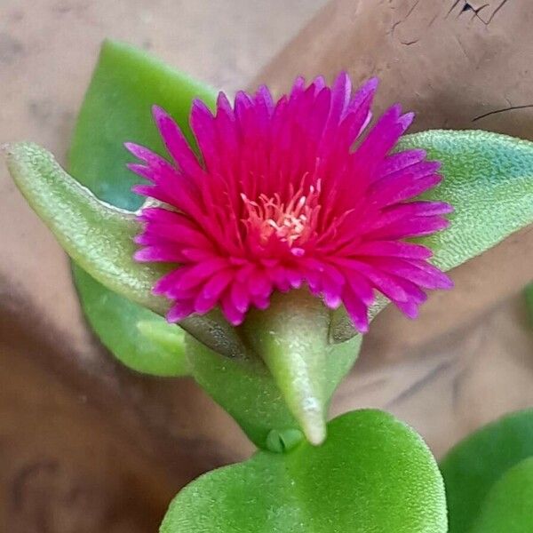 Mesembryanthemum cordifolium Flor