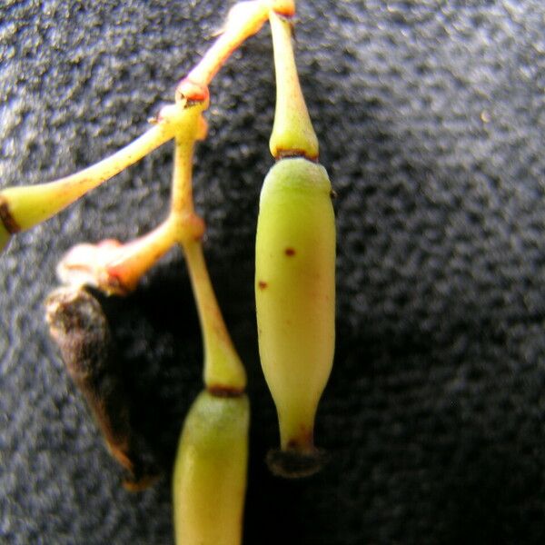 Berberis aristata Fruit