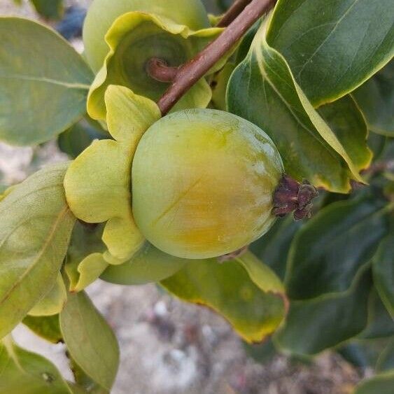 Diospyros kaki 果