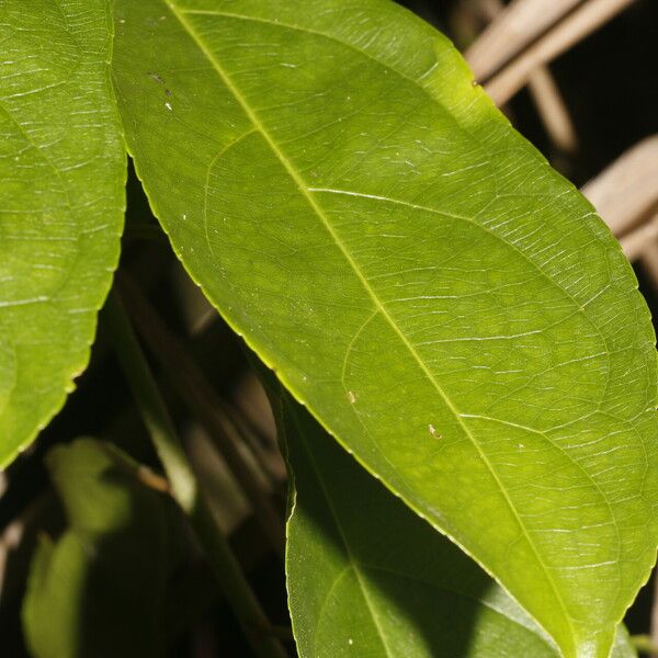 Amanoa guianensis Feuille