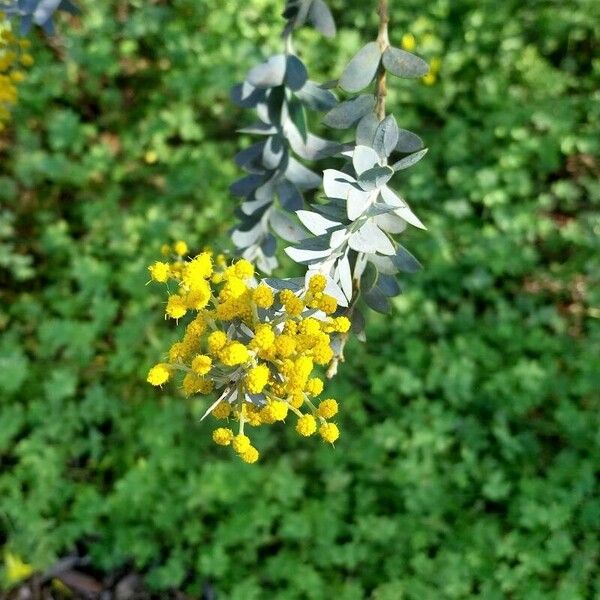 Acacia cultriformis Flower