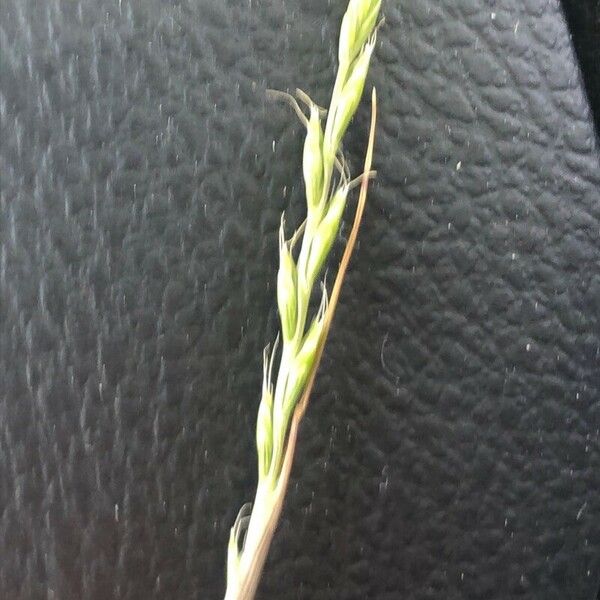 Festuca bromoides Blodyn