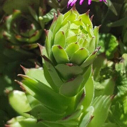 Sempervivum tectorum Folha