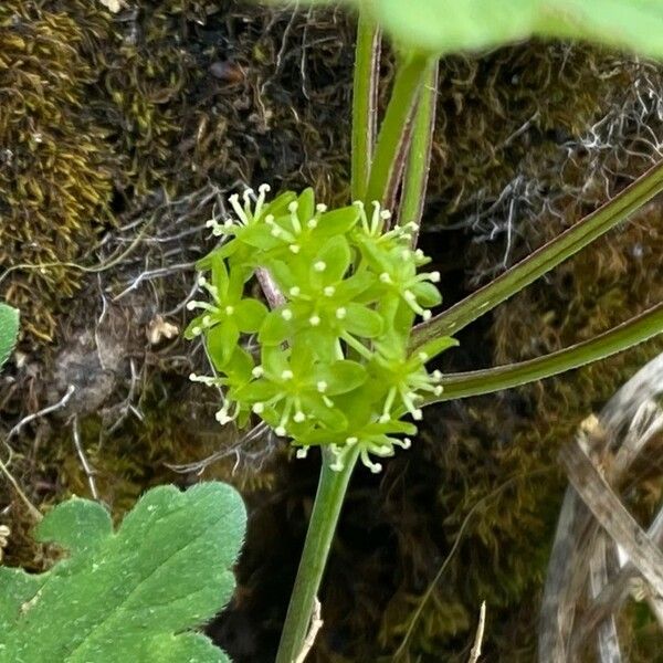 Smilax herbacea Flower