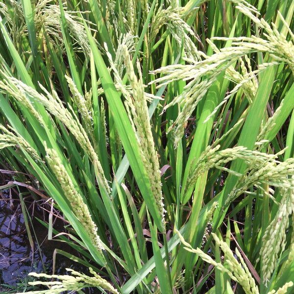 Oryza sativa Frugt