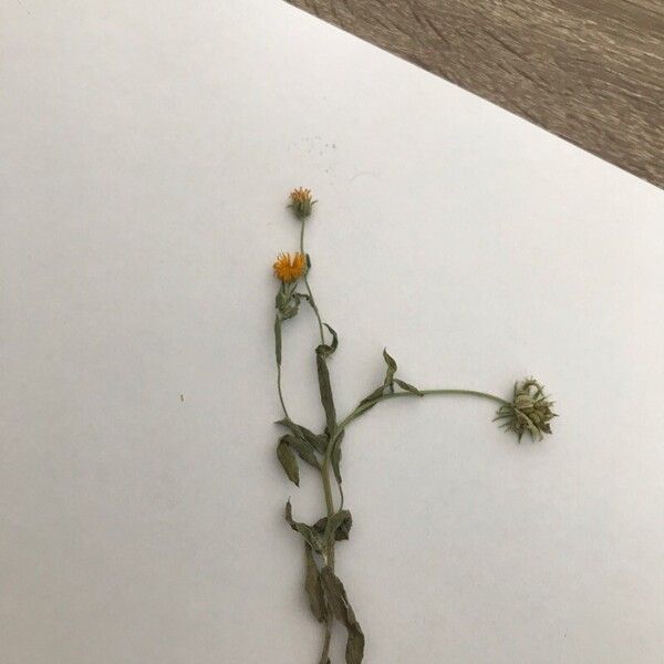Calendula arvensis Kwiat