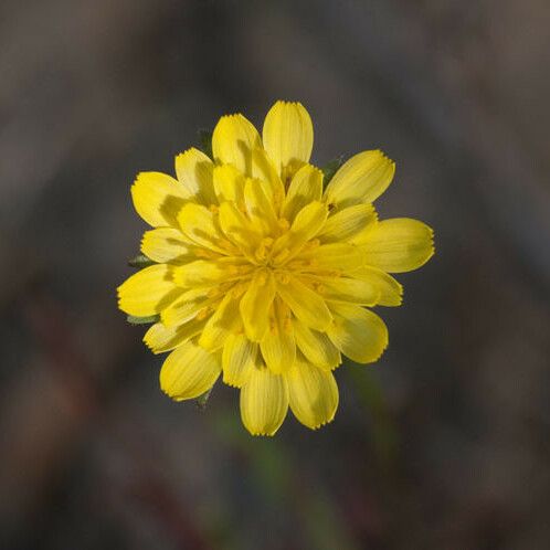 Agoseris heterophylla Flors