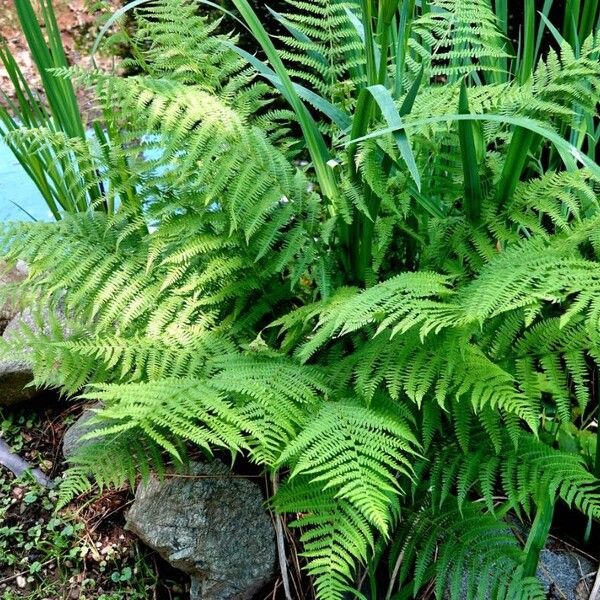 Athyrium filix-femina Листок