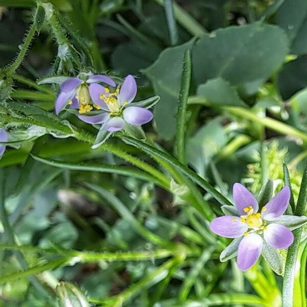 Spergularia marina Flower