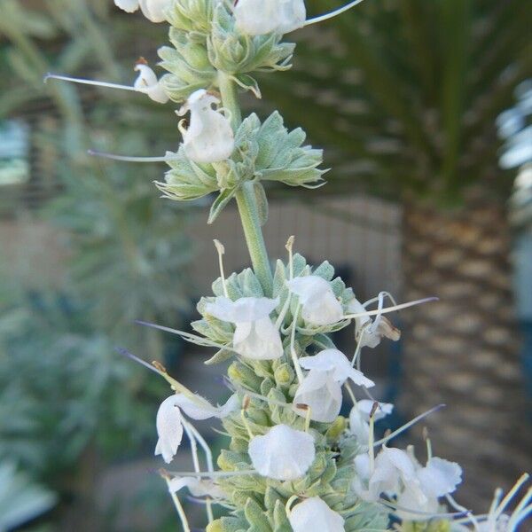 Salvia apiana Flower