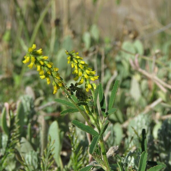 Melilotus indicus Цвят