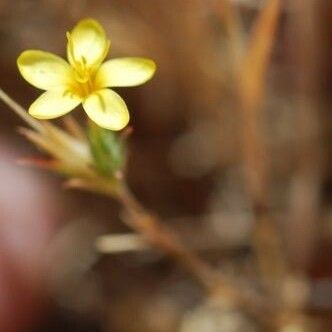 Leptosiphon acicularis Žiedas