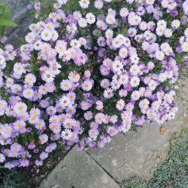 Symphyotrichum dumosum Flower