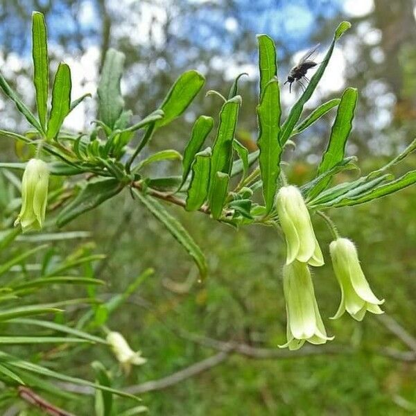 Billardiera scandens Flower