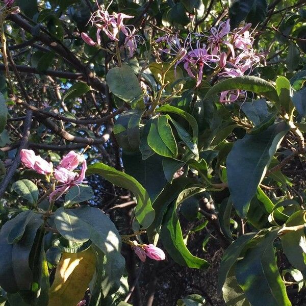 Calodendrum capense Blomma