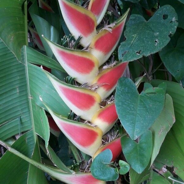 Heliconia wagneriana Bloem