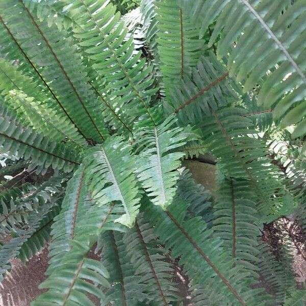 Nephrolepis cordifolia Leaf