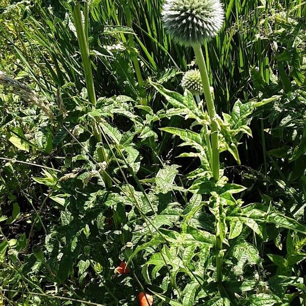 Echinops sphaerocephalus Foglia