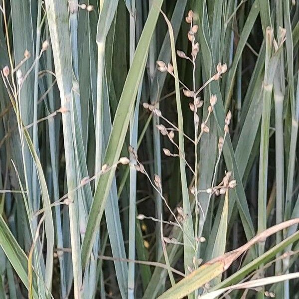 Panicum virgatum Blatt