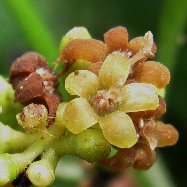 Psychotria panamensis 花