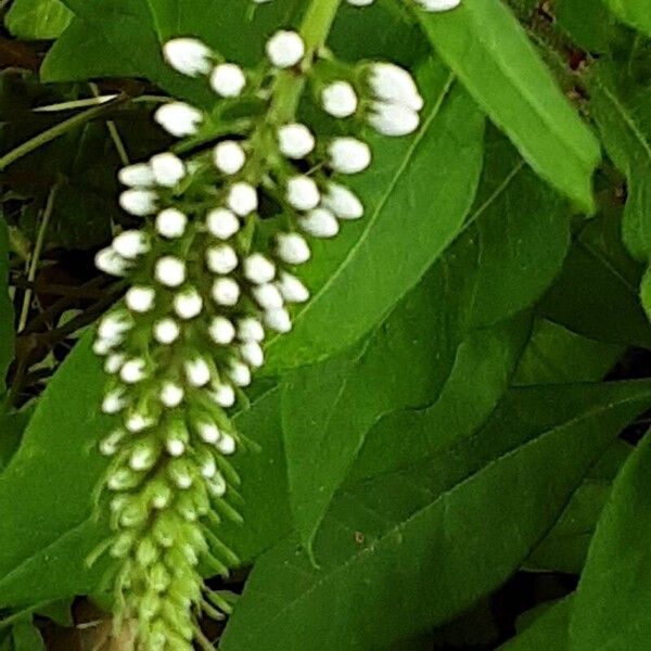 Lysimachia clethroides Blüte