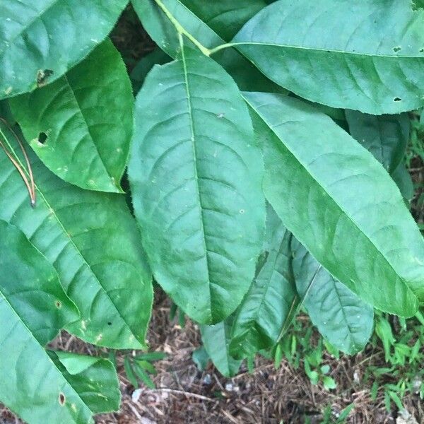 Oxydendrum arboreum Fulla