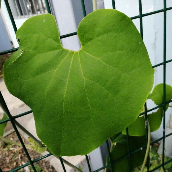 Aristolochia ringens Leaf