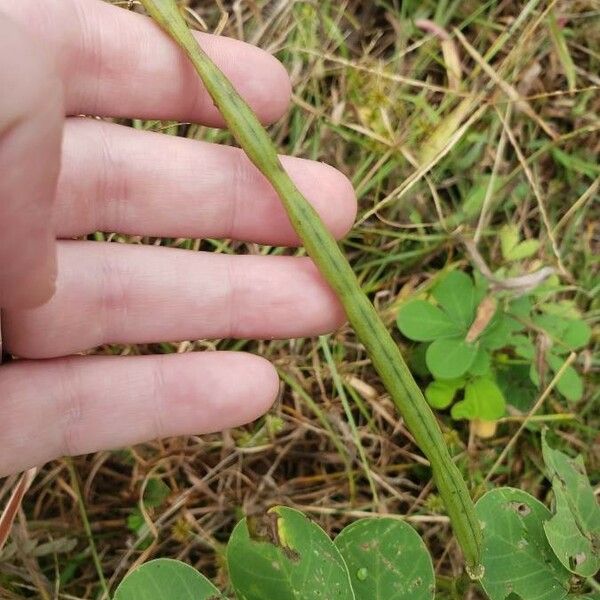 Senna obtusifolia Froito